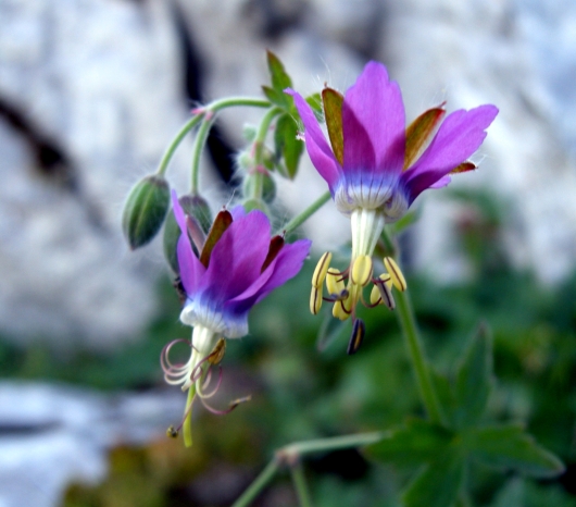 Geranium reflexum / Geranio a petali riflessi